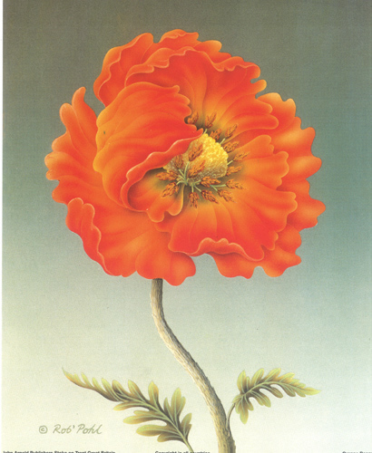 Orange Poppy 10 x 8 - 007