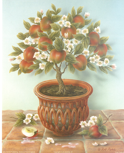 Apple Fruit Trees - 013