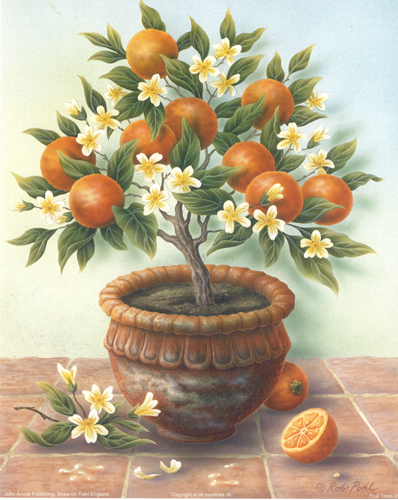 Orange Fruit Tree - 016
