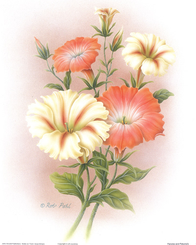 Petunias Orange 5x6 - 030A