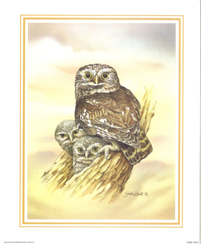 Little Owl 10 x 8 - 037