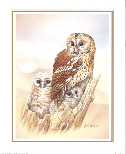 Tawny Owl 10 x 8 - 040