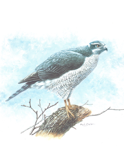 Gos Hawk 10 x 8 - 047