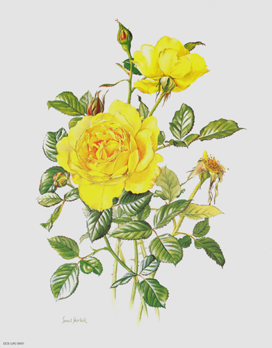 Rose Mountbatten 10 x 8 - 0901A