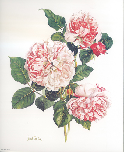 Rose Fanti Latoor - 0901C