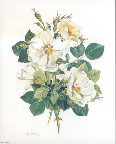 Rose Of York - 0901D