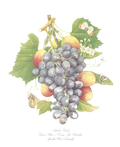 Fruits Pack of 9 prints - 101