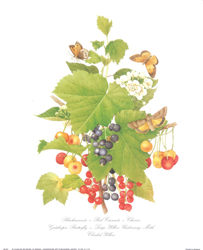 Fruits Pack of 6 prints - 102