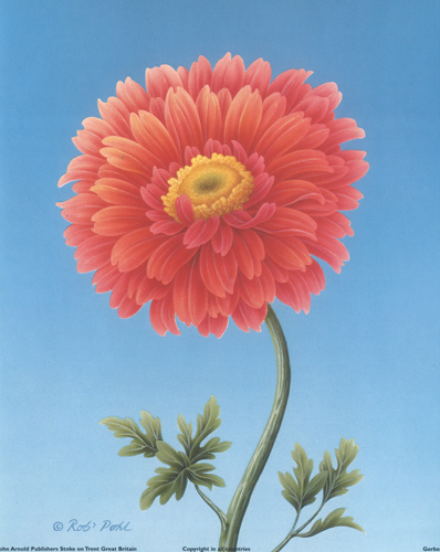 Gerbera - 103