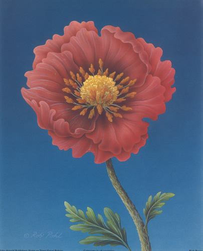 Pink Poppy - 104