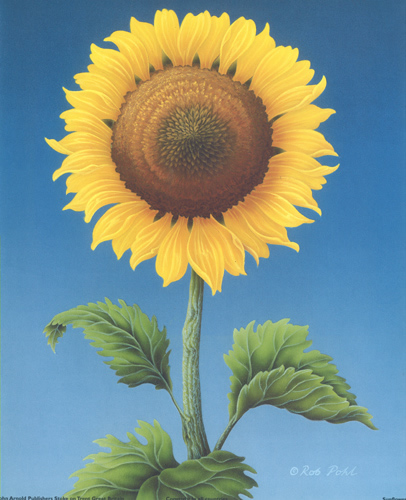 Sunflower - 105