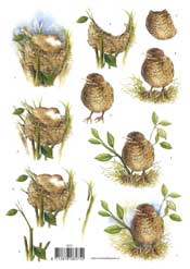 Nesting Birds - 118575