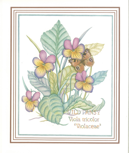 Wild Pansies 10 x 8 Pack of 5 Prints - 1234101