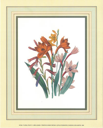 Floral Study 10 x 8 Pack of 5 Prints - 1234102