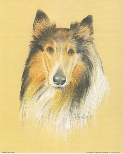 Dogs 11 10 x 8 Pack of 6 Prints - 1234108