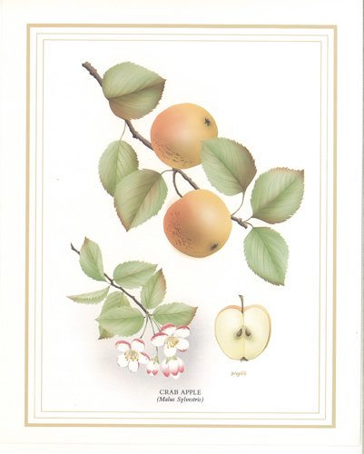 Crab Apple 10 x 8 Pack of 6 Prints - 1234130