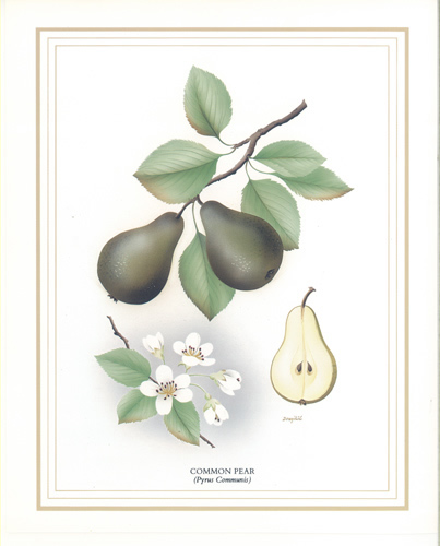 Common Pear 10 x 8 Pack of 6 Prints - 1234131