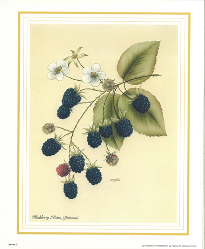 Blackberries 10 x 8 Pack of 6 Prints - 1234137