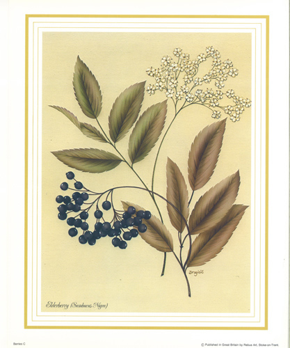 Elderberry 10 x 8 Pack of 6 Prints - 1234139
