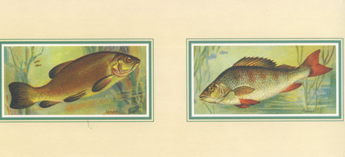 Fish 8 x20 Pack of 6 Prints - 12342