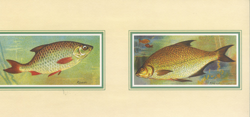 Fish 8 x 20 1 pack 6 prints - 12344