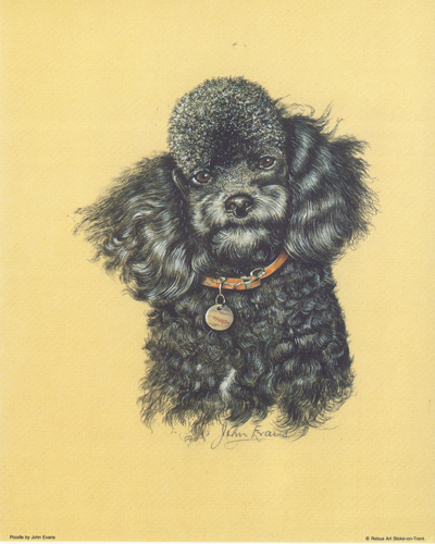 Dog 4 10 x 8 pack of 5 prints - 123440