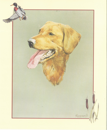 Dog 5 10 x 8 pack of 5 prints - 123441