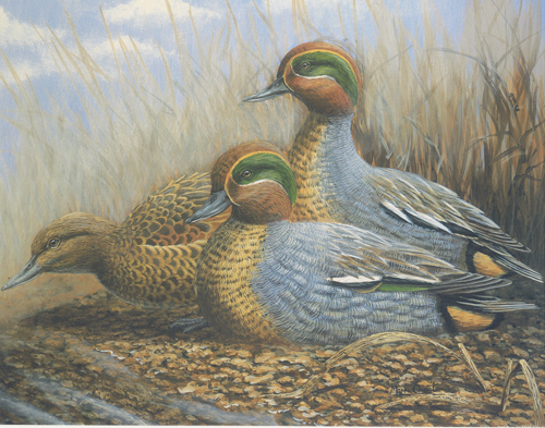 Birds 2 10 x 8 pack of 6 - 123443