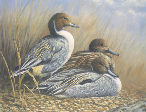 Birds 1 10 x 8 pack of 6 - 123445