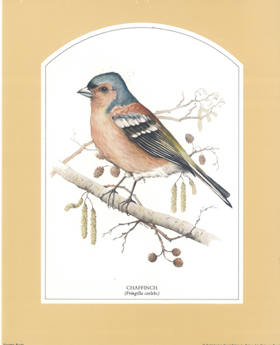 Chaffinch 10 x 8 pack of 6 prints - 123446