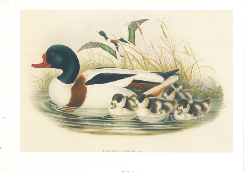 Shelduck 10 x 8 pack of 5 prints - 123448