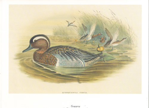 Gargagney 10 x 8 pack of 5 prints - 123449