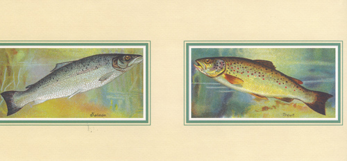 Fish 8 x 20 1 pack 6 prints - 12345