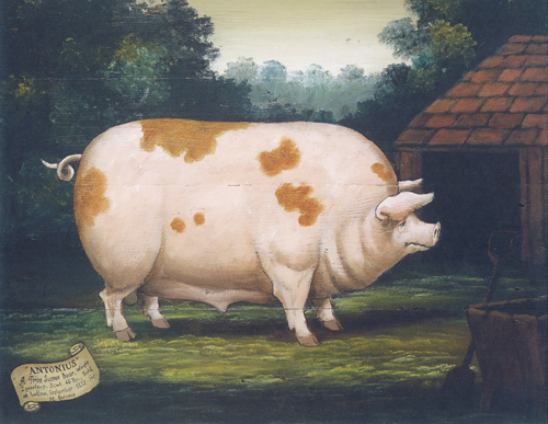 Sussex Boar 10 x 8 Pack of 6 prints - 123461