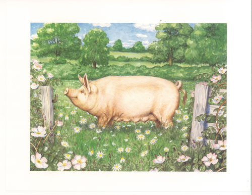 Pigs 2 10 X 8 Pack of 6 Prints - 123465