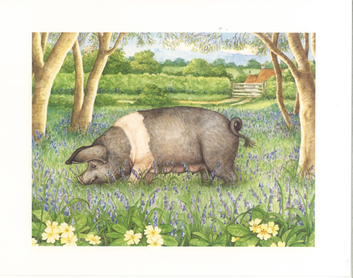Pigs 3 10 X 8 Pack of 6 Prints - 123466