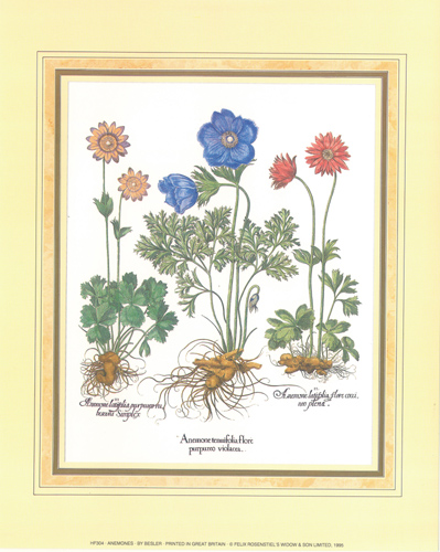 Anemones 10 x 8 pack of 6 prints - 123492