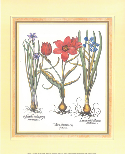 Tulips 10 x 8 pack of 6 prints - 123493