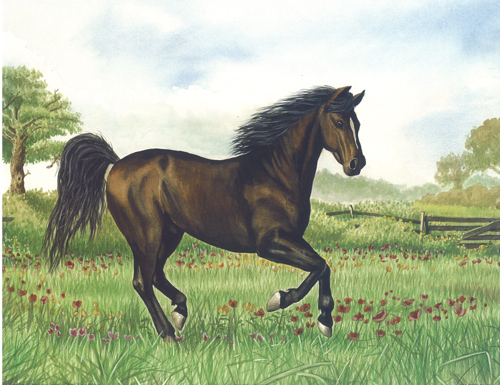 Horse A - 144