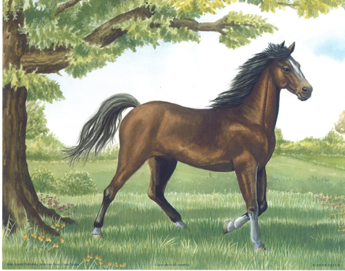 Brown horse - 145