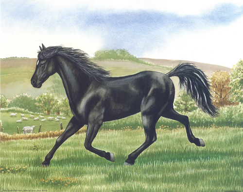 Horse 3 Black Horse - 146
