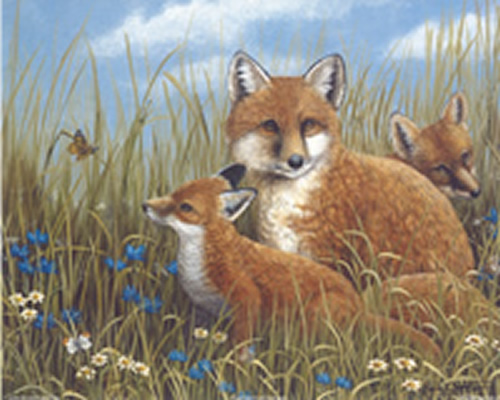 Foxes Size 10 x 8 - 148