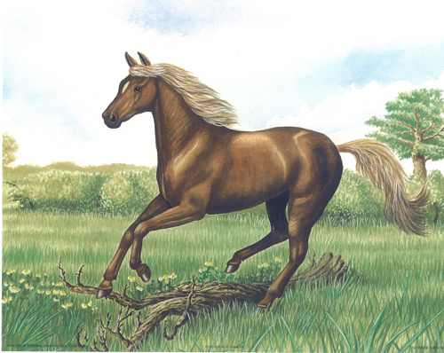 Horse D - 150