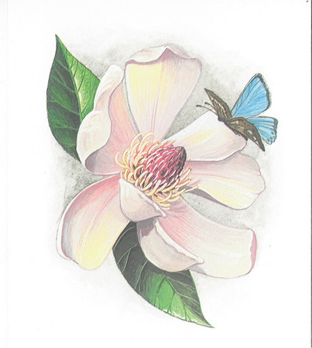 Magnoila - 1509