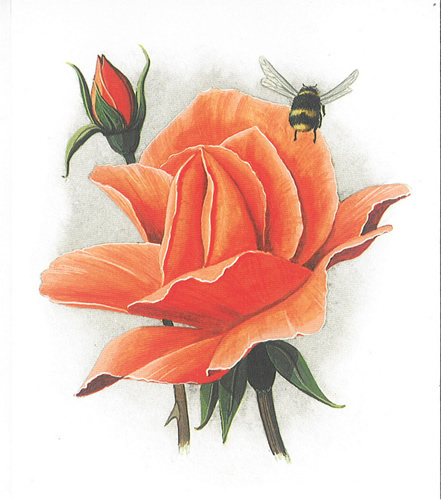 Rose Bee 5 x 4 - 1510