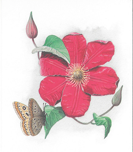 Lily 5 x 4 - 1516