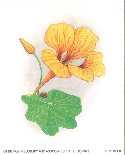 Nasturium 5 x4 - 1517