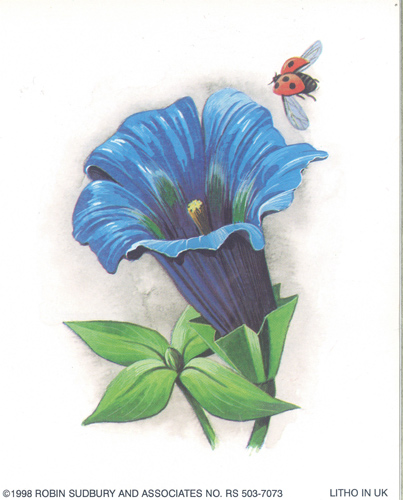 Gentian - 1518