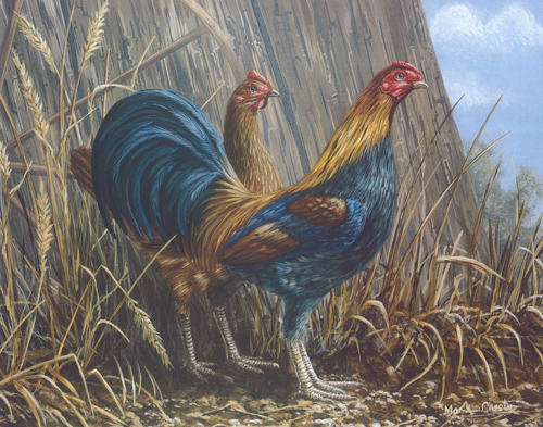 Cockerels C 10 x 8 - 155