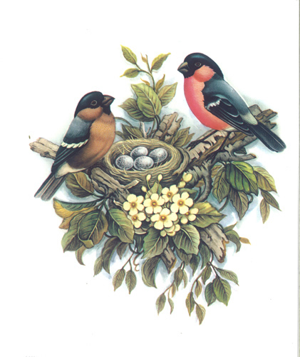 Birds 29 Print Size 8 x 6 - 1557